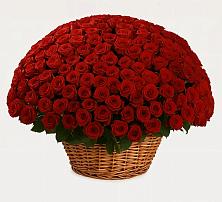 Премиум букет из: Розы в Усть-Луга